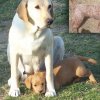 labradoodleginger01