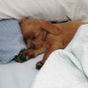 labradoodleginger03