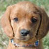 labradoodleginger04