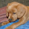 labradoodleginger05
