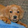 labradoodleginger06