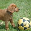 labradoodleginger07