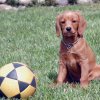 labradoodleginger08