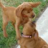 labradoodleginger10