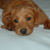 labradoodleginger11