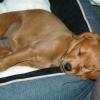 labradoodleginger12