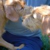 labradoodleginger14