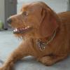 labradoodleginger17
