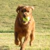 dogBday02