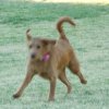 dogBday04