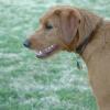 dogBday22