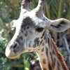 zoo175crpweb